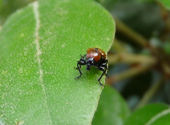 Attelabus nitens